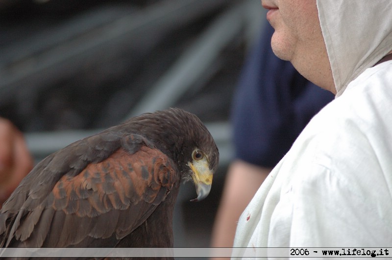 Falconiere presente per la Corsa alla Spada - Camerino (MC) - Pietromassimo Pasqui 2006