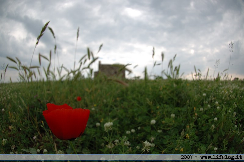 Vulci - Pietromassimo Pasqui 2007