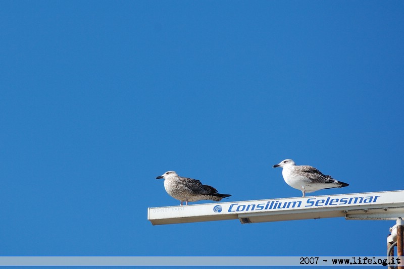 Fiumicino (RM) - Pietromassimo Pasqui 2007