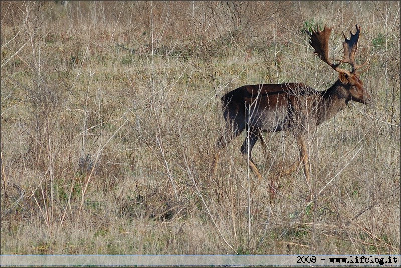 Oasi WWF di Macchiagrande (Fregene RM) - Daini - Pietromassimo Pasqui 2008