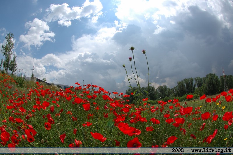 Poppy fields - Pietromassimo Pasqui 2008