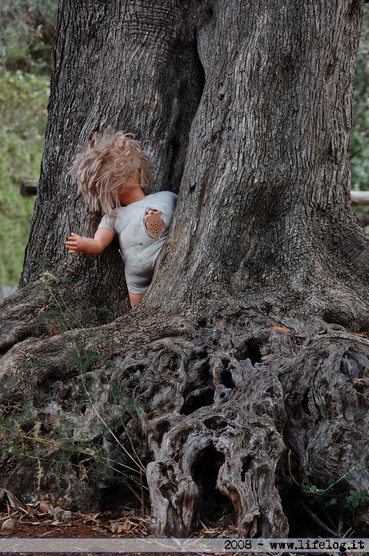 In the tree - Pietromassimo Pasqui 2008