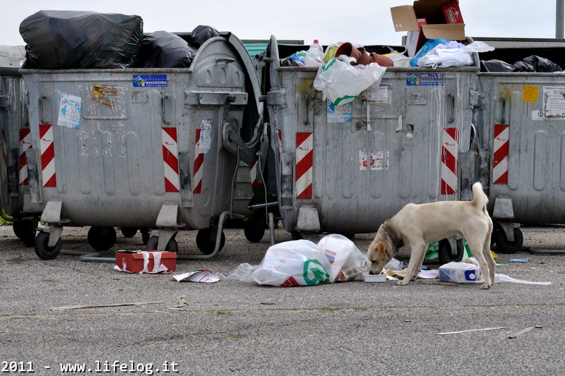 In serach of food - Pietromassimo Pasqui 2011